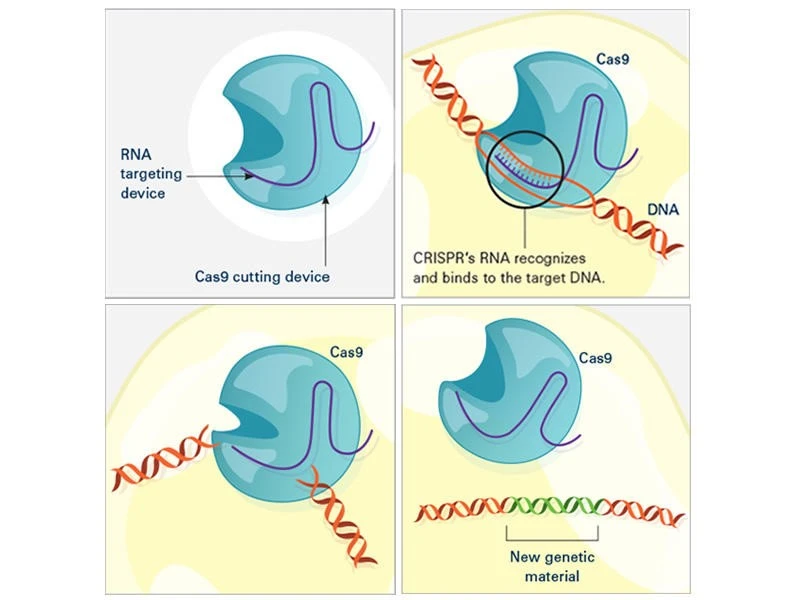 Figure 1: How CRISPR Works (source: cancer.gov)