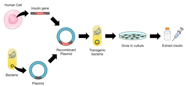 Figure 3: Biotechnological processing to make purified human insulin